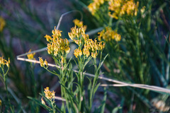 Petradoria pumila