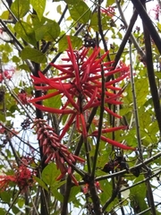 Erythrina rubrinervia