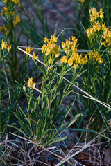Petradoria pumila