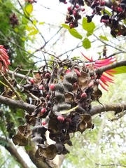 Erythrina rubrinervia