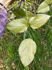 Erythrina rubrinervia