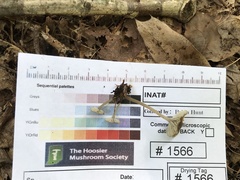 Hydropus praedecurrens