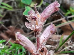 Orobanche owerinii