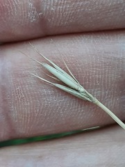 Psathyrostachys rupestris