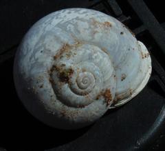 Dorcasia