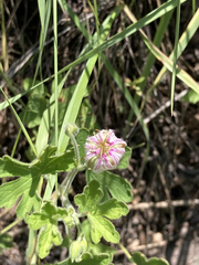 Geranium lentum