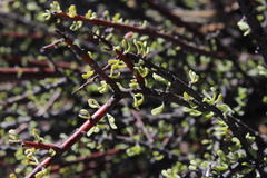 Portulacaria fruticulosa