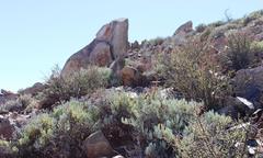 Portulacaria fruticulosa