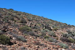 Portulacaria fruticulosa