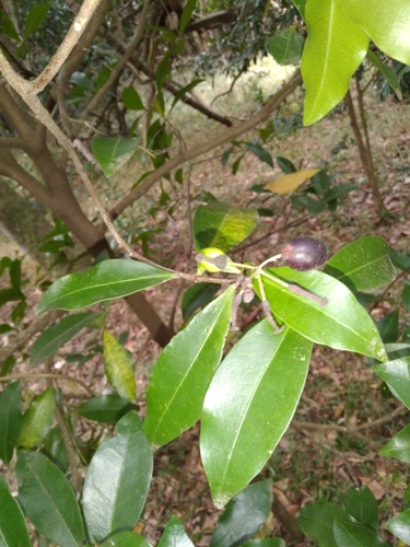 Image of Peddiea africana by (c) Rosemary Harrison, some rights reserved (CC BY-SA)