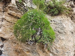 Gypsophila tenuifolia