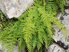 Woodsia caucasica