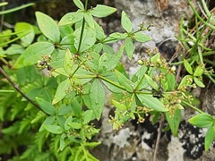 Galium valantioides