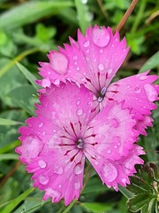 Dianthus caucaseus