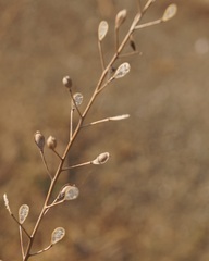 Camelina microcarpa