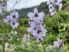 Delphinium crispulum