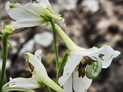 Delphinium crispulum