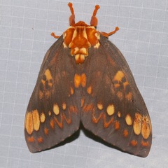 Citheronia