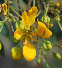 Senna petersiana