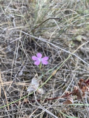 Dianthus campestris