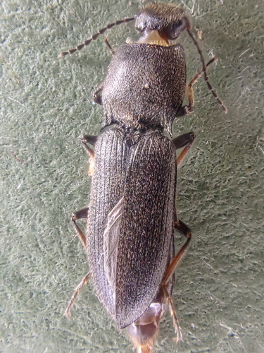 Dark Click Beetle