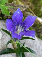 Gentiana septemfida grossheimii