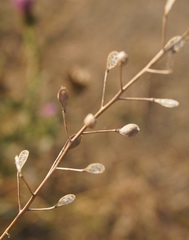 Camelina microcarpa