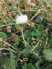 Carduus defloratus carlinifolius