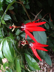 Coccinea