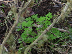 Cysticapnos cracca