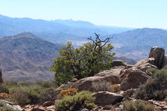 Ozoroa