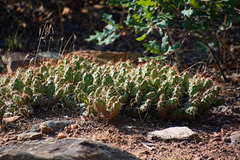 Opuntia fragilis