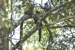 Pithecia milleri