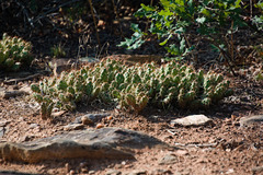 Opuntia fragilis