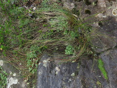 Ornithogalum schlechterianum