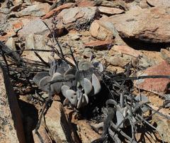 Adromischus alstonii