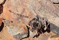 Adromischus alstonii