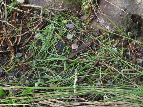 Image of Ornithogalum schlechterianum by (c) Jeremy Gilmore, some rights reserved (CC BY)