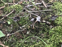 Craterellus calyculus