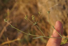 Bupleurum marschallianum
