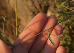 Bupleurum marschallianum