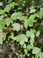 Acer granatense