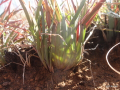 Eustachys paspaloides