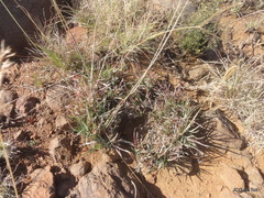 Eustachys paspaloides