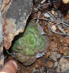 Crassula pseudohemisphaerica