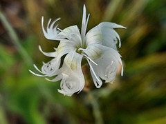 Dianthus awaricus