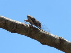 Guyalna platyrhina