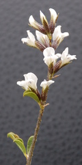 Psoralea hamata