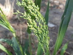 Panicum miliaceum