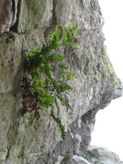 Rumohra adiantiformis